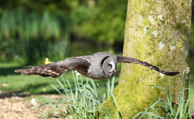 Close up of a Great Grey Owl flying through woodland
