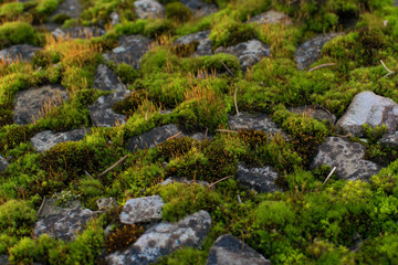 Fototapeta na wymiar stones overgrown with moss