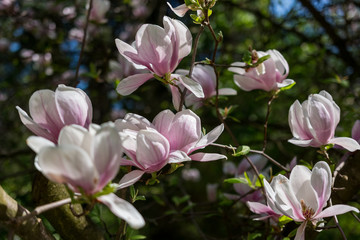 Magnolia. Arboretum Bolestraszyce © Pawel Gruntowicz