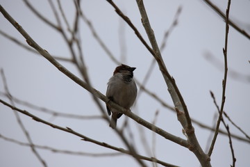 American Tree Sparrow