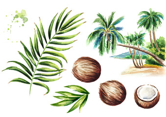 Coconut palm set. Watercolor hand drawn illustration, isolated on white background