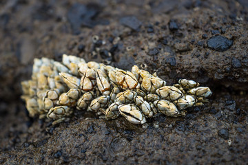 Seashells sticking at the lava stones at Yongmeori Beach, Sanbang-ro, Jeju Island, South Korea