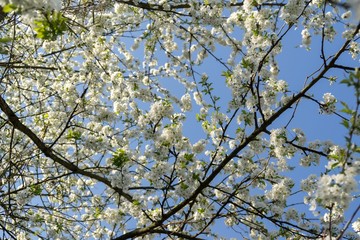 Spring tree flowering white blooming tree. Slovakia