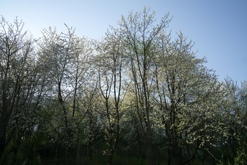 Obraz na płótnie Canvas Spring tree flowering white blooming tree. Slovakia