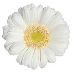Beautiful white Gerbera (Daisy) isolated on white background. Germany