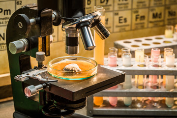 Closeup of microscope in chemical laboratory with samples