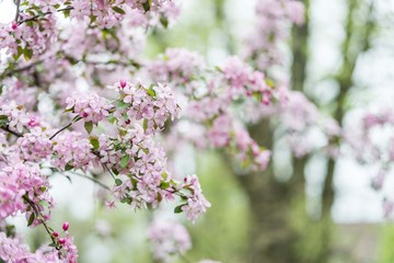 pink spring blossom tree