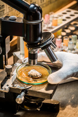 Testing samples with mold through the microscope