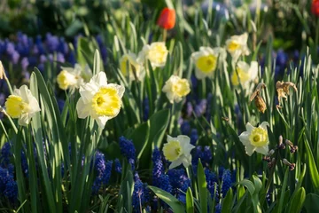 Deurstickers Daffodil flower in grass. Slovakia © Valeria