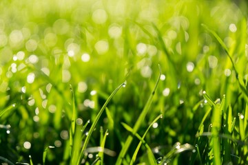 Morning dew droplets on grass. Slovakia	