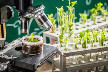 School laboratory during study growing green plants