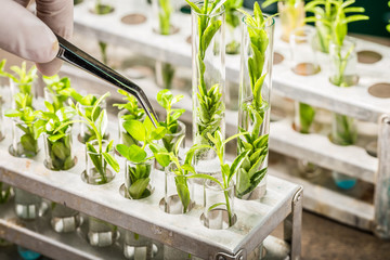 School lab exploring new methods of plant breeding - obrazy, fototapety, plakaty
