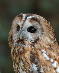 Portrait of a Tawny Owl