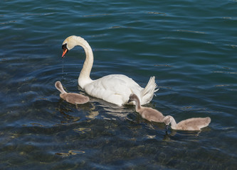 Swan with cygnets