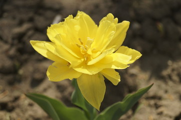 Yellow tulip growing in the garden (Tulipa)