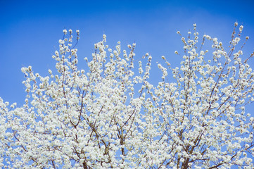 Beautiful flowers on the tree in the spring