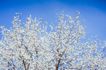 Beautiful flowers on the tree in the spring