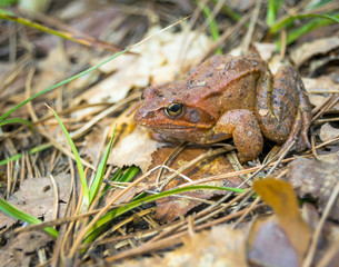 Naklejka premium Brown frog sitting on the ground close-up.
