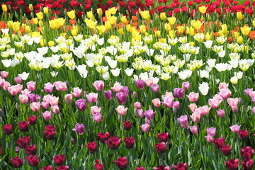 Tulips colored