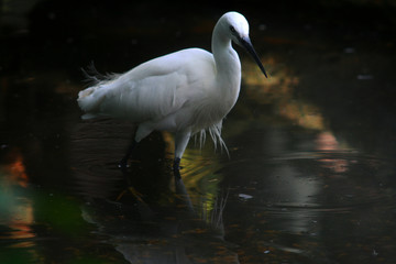 égrette garzette marchant dans l'eau