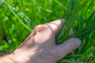 Fototapeta na wymiar Hand im Gras - Gras festhalten