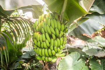 junge Bananen auf Staude im Regenwald