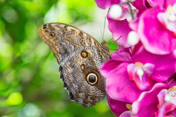Große, schöne, elegante, bunte, tropische Schmetterlinge in natürlichem Lebensraum mit Tropenpflanzen und Orchideen