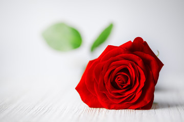 Obraz na płótnie Canvas Single red rose background