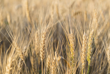 Golden ripe ears of wheat in field. Agriculture background