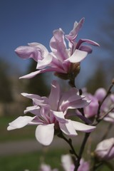 Branch with magnolia flowers - spring flowers 