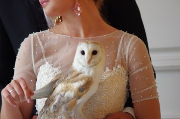 owl white small in hand