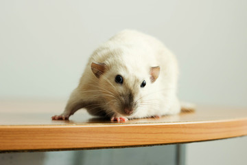 Fototapeta premium white hand rat with interest examines environment on table