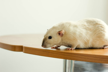 white hand rat with interest examines environment on table