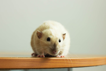 white hand rat with interest examines environment on table