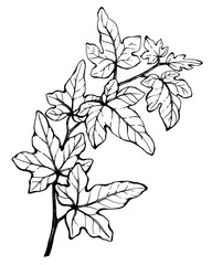 Graphic of branch Hedera nepalensis (Hedera helix) commonly called ivy. Black and white outline illustration, hand drawn work. Isolated on white background.