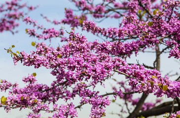 Fototapeta premium Flowering Cercis European or Juda tree (Cercis siliquastrum)