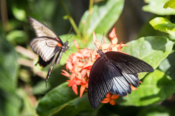wunderschöne, bunte, elegante, tropische Schmetterlinge in natürlicher Umgebung mit duftenden, tropischen Blumen