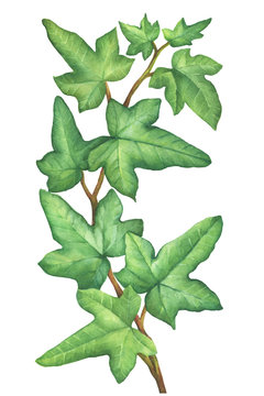 Green branch Hedera nepalensis (Hedera helix) commonly called ivy. Floral botanical picture. Hand drawn watercolor painting illustration isolated on white background.