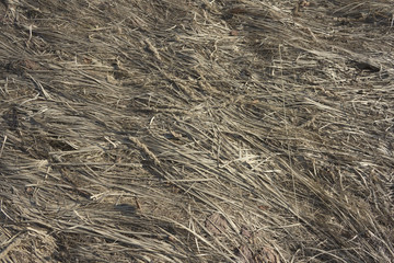 Fototapeta na wymiar dry straw at spring fileld