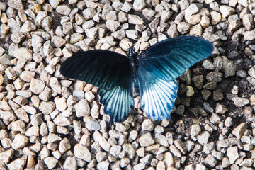wunderschöne, bunte, elegante, tropische Schmetterlinge in natürlicher Umgebung mit duftenden, tropischen Blumen