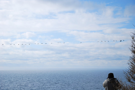 Photographing migrating birds