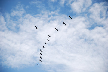 Migrating Common Cranes