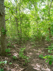 Obraz premium Dense and Green Forest During a Sunny Day