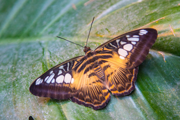 wunderschöne tropische bunte Schmetterlinge in natürlicher Umgebung