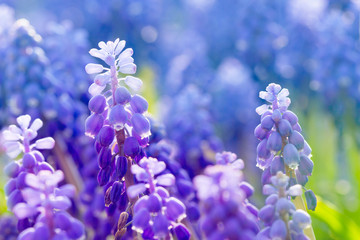 Blue and violet muscari flower in pastel tone. Close up macro.