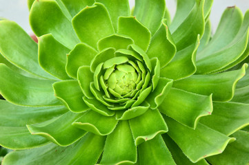 Hens & Chicks (Sempervivum) with full frame 