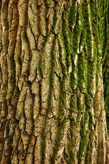 The bark of a thick deciduous tree can be seen as a delicate layer of moss which gives a greenish color.