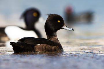 Tufted Duck, Aythya fuligula
