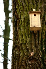 A breeding box made by people and hanged on a tree to help birds multiply.
