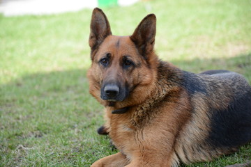 German Shepherd